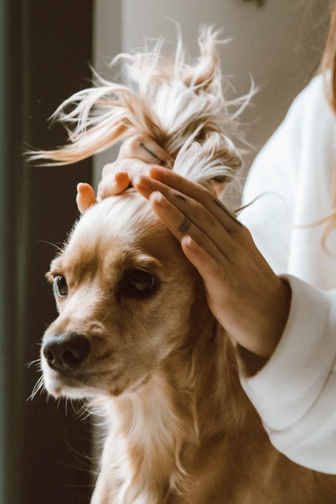 A small dog with a styled tuft of hair being gently held by a person indoors.